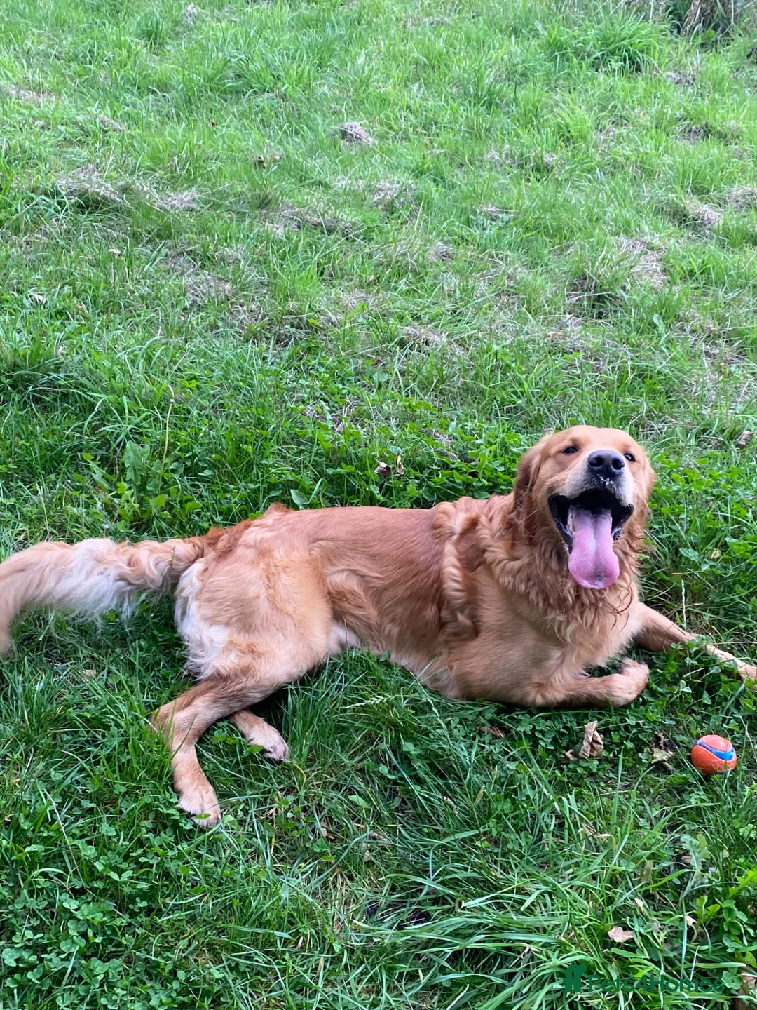 Golden Retriever dogs for stud: KCReg Proven Gorgeous Golden Retriever  - Advert 2