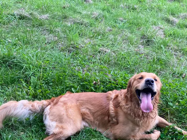 Golden Retriever dogs for stud: KCReg Proven Gorgeous Golden Retriever - Advert 2