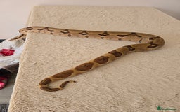 Boa Snake reptiles for sale: 2022 Hypo Jungle Boa – 100% het Anery 100% Parahet - Image 8