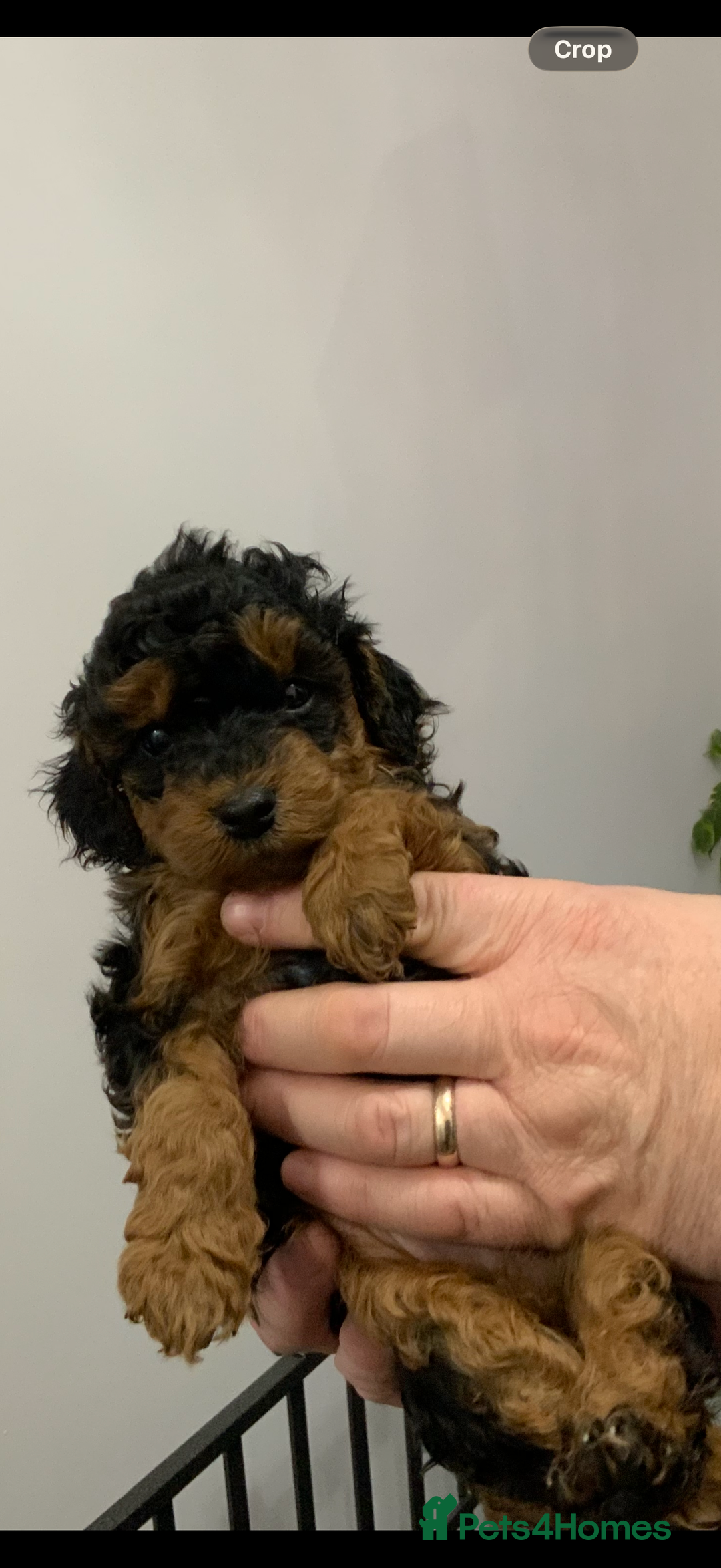 Cockapoo dogs for sale: Beautiful Cockapoo’s puppies for sale  - Advert 5
