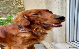 Irish Setter dogs for sale: Rare Golden Irish litter - Image 25