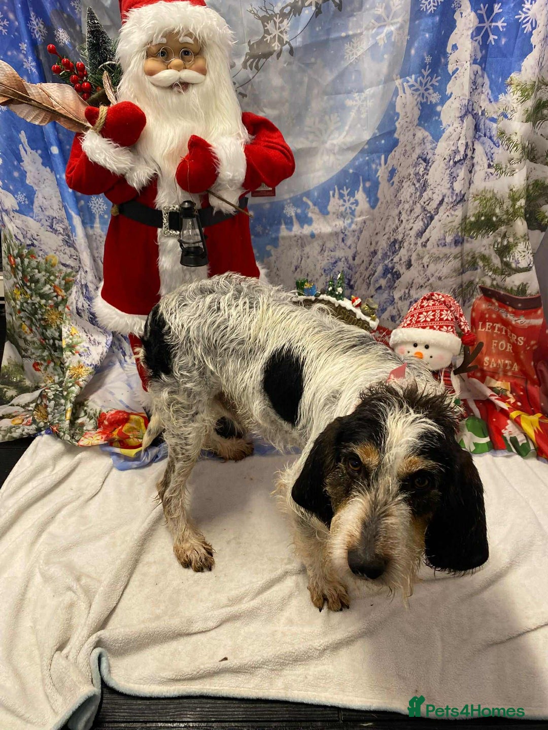 Mixed Breed dogs for adoption: Chispa - cheeky Griffon X for adoption - Advert 6