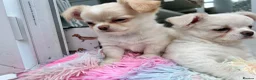 Chihuahua dogs for sale: KC LONG COAT CHIHUAHUAS - Advert 23