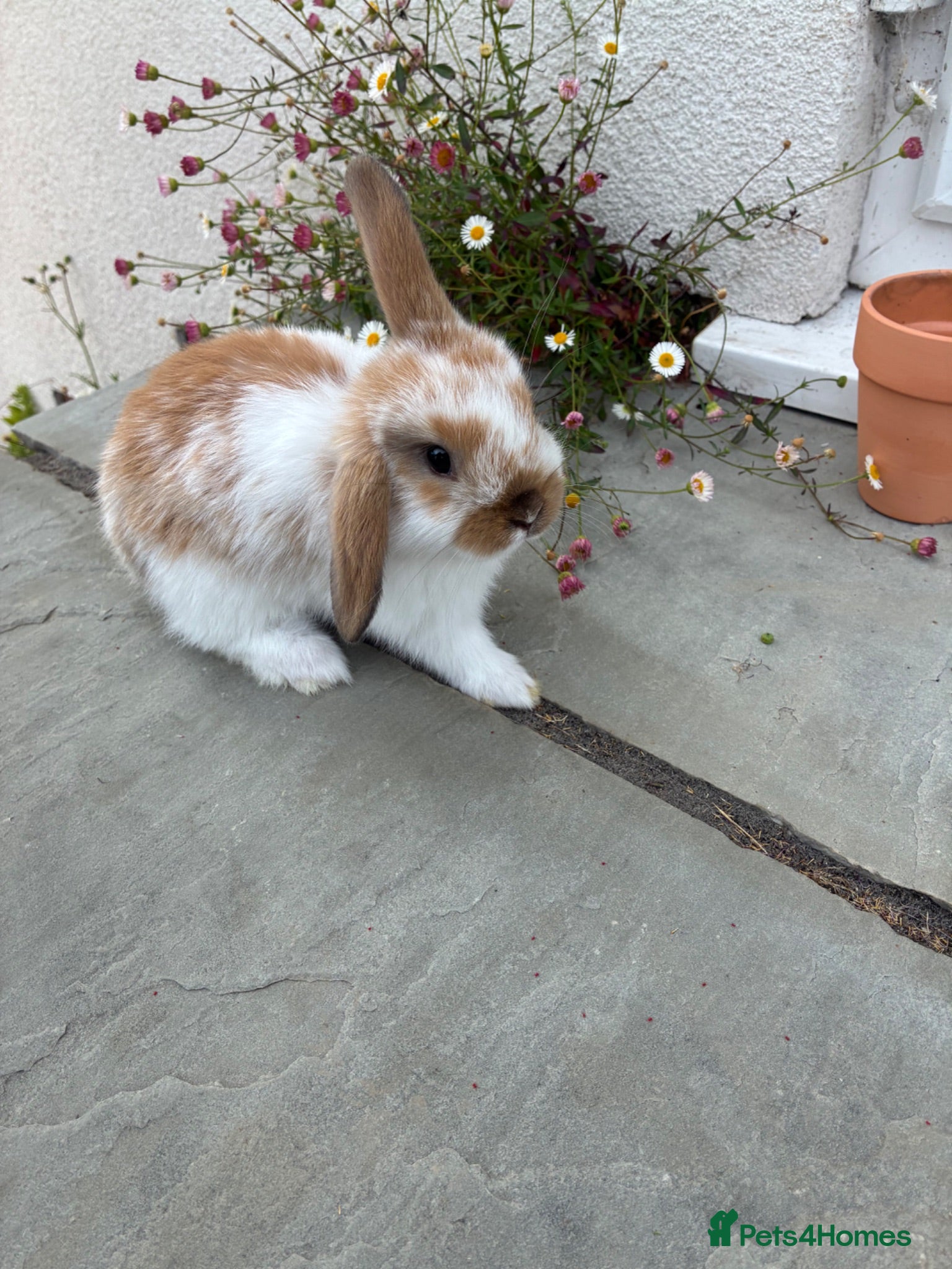 Mini Lop rabbits Gorgeous mini lops    - Advert 2