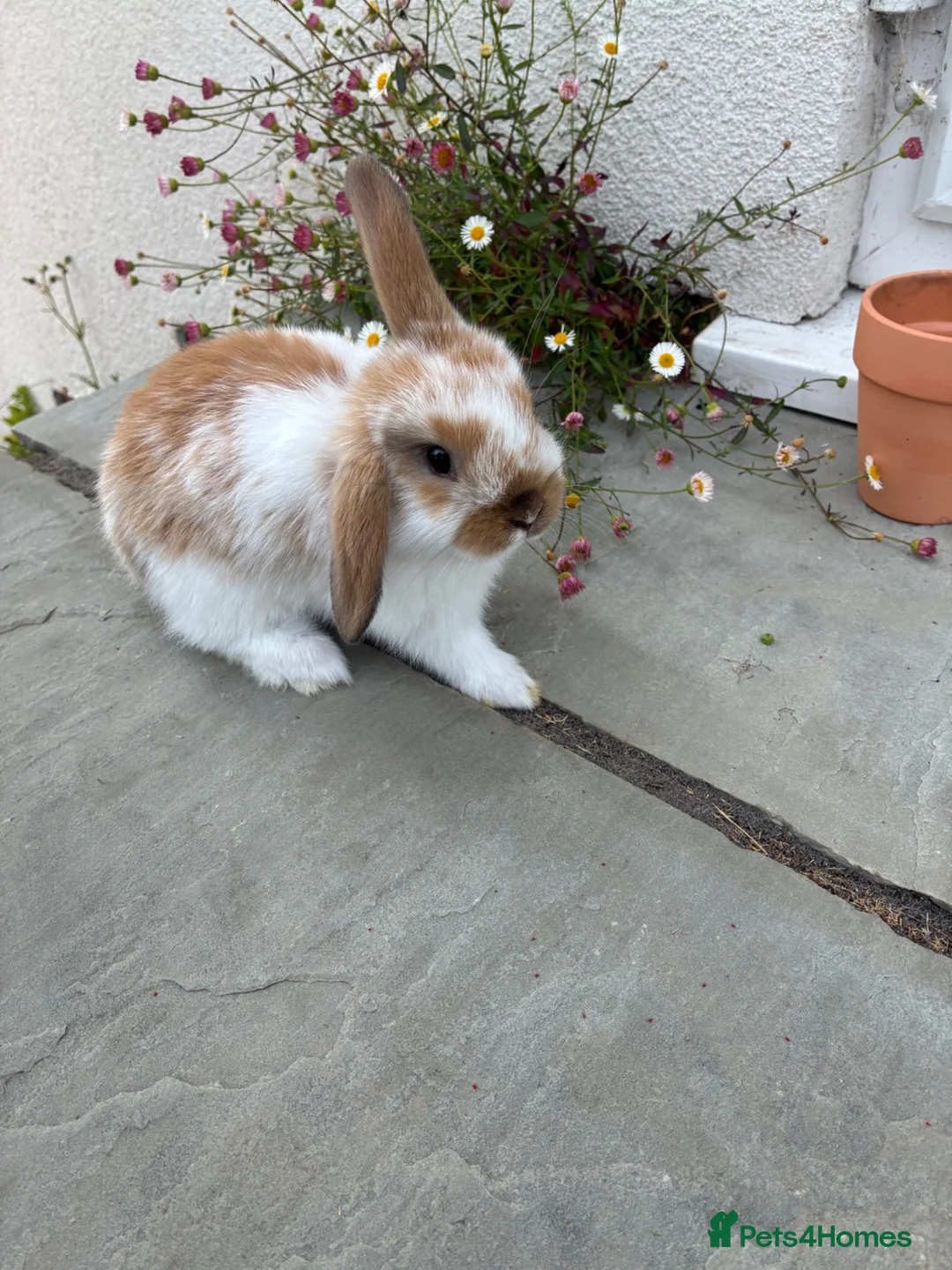 Mini Lop rabbits for sale: Gorgeous mini lops    in Bewdley - Advert 2