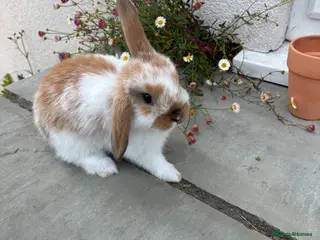 Mini Lop rabbits Gorgeous mini lops - Advert 2
