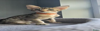 Savannah Kitten 1