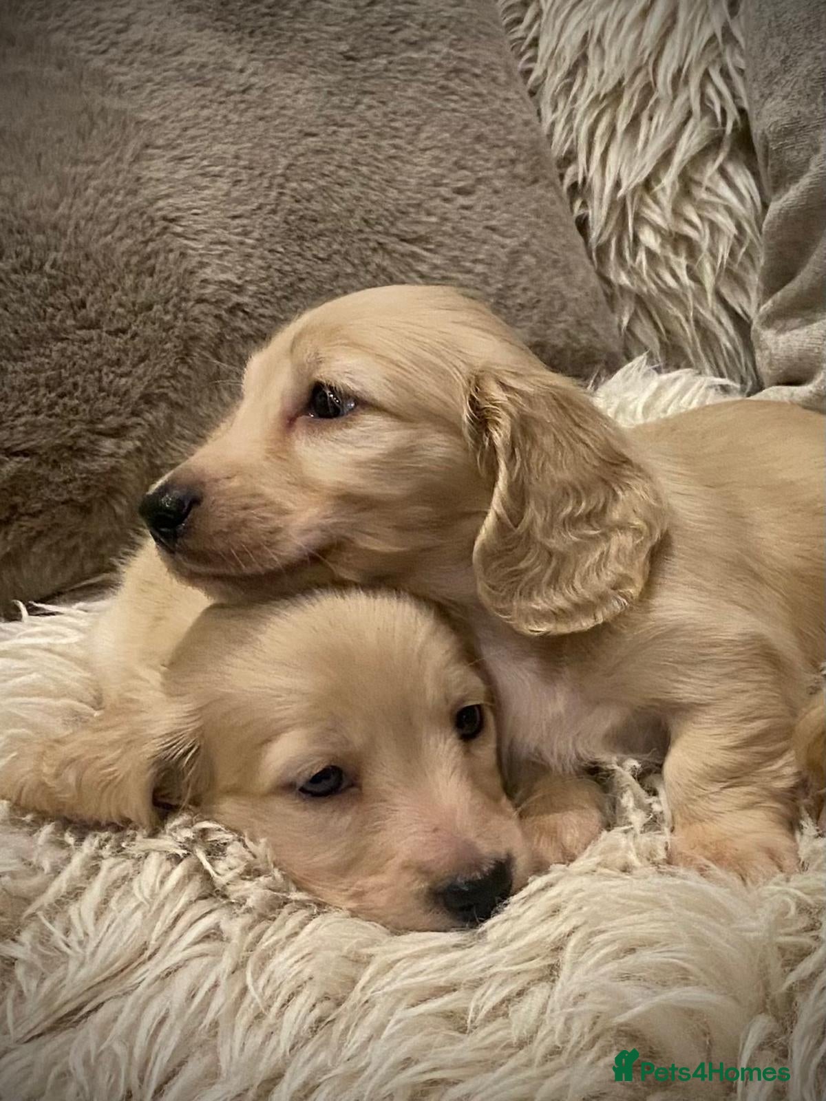 Miniature Dachshund dogs long haired miniature dachshunds  - Advert 1