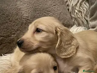 Miniature Dachshund dogs long haired miniature dachshunds - Advert 9