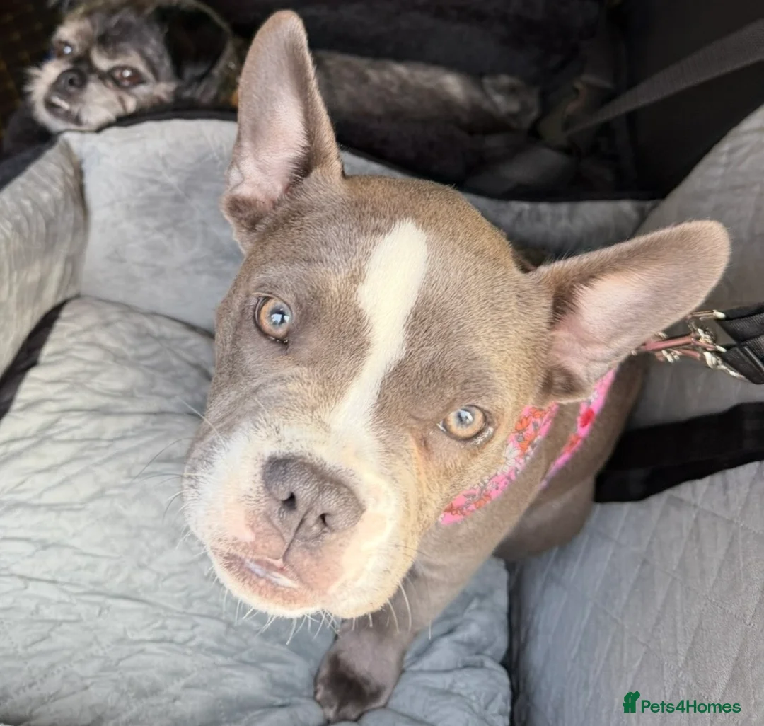 Mixed Breed dogs for sale: Sofie, 9 Month French Bulldog/Micro Bully crosss - Advert 12