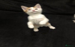 Mixed Breed cats for sale: Ginger and Tortie Kittens 2 available  - Image 6