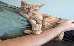 Domestic Shorthair cats for sale: Beautiful cats need rehoming  - Image 5