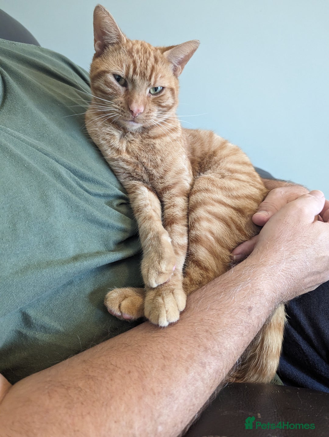 Domestic Shorthair cats for sale: Beautiful cats need rehoming  - Image 5