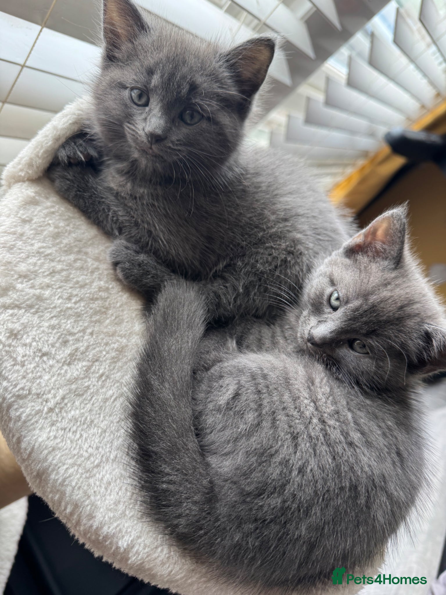 British Shorthair cats 2 female Grey kittens - Advert 4