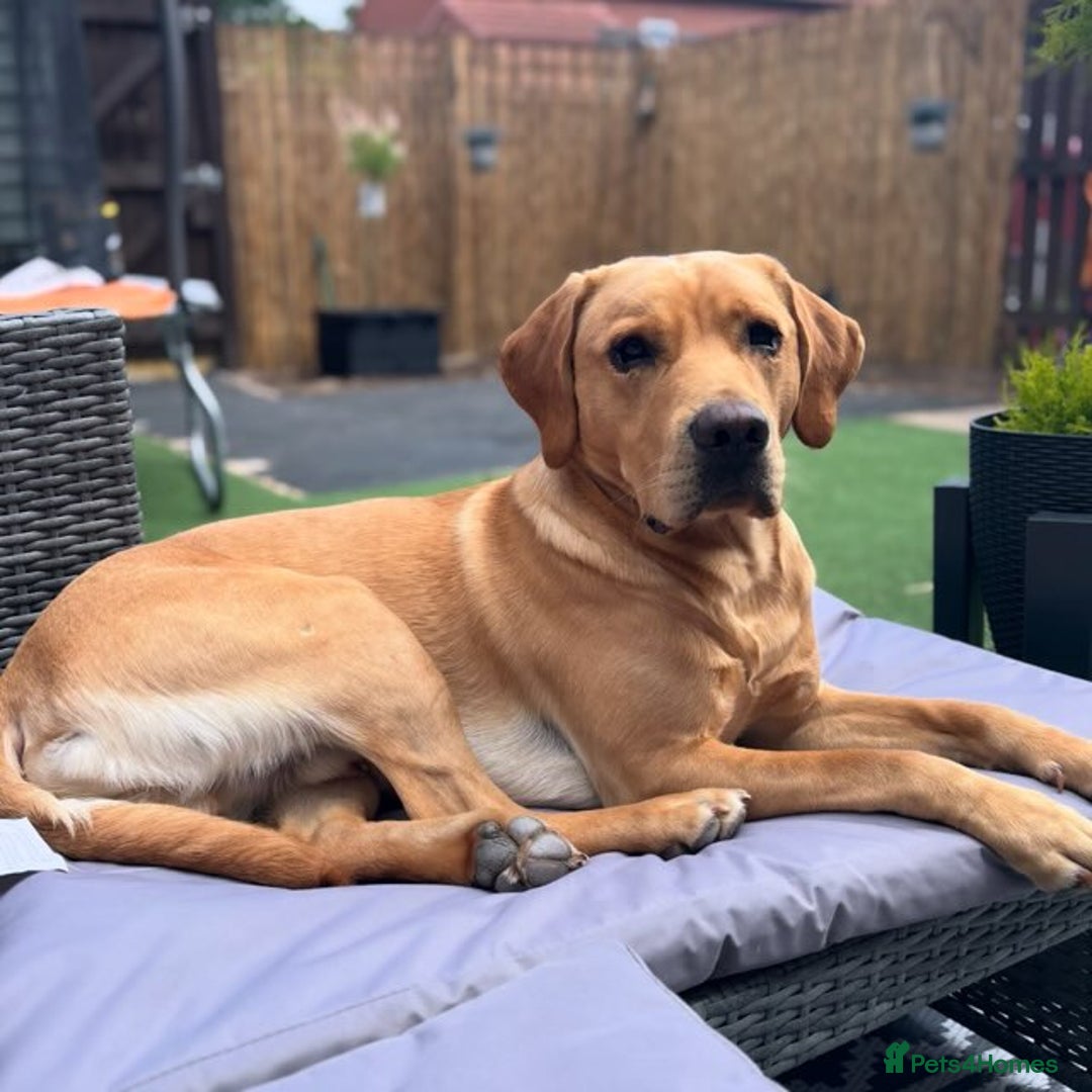 Labrador Retriever dogs for sale: YOUNG RED LABRADOR DOG NEEDS HOME  - Advert 2
