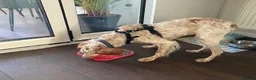 Brittany Spaniel dogs for adoption: Sophie-tiny Brittany with a wonderful personality - Advert 7
