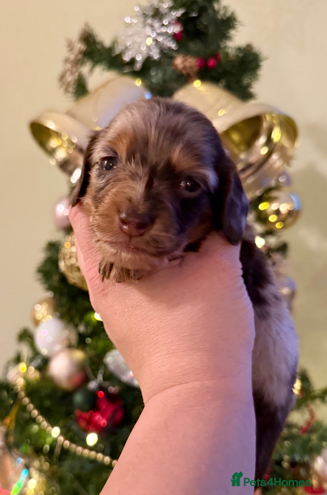 Miniature Dachshund dogs for sale: ⚜️Charming Little Puppies ⚜️ - Advert 9