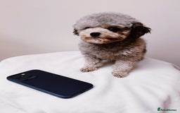 Toy Poodle dogs for stud: Smallest Silver Asian Micro Poodle In UK in Stevenage - Image 2