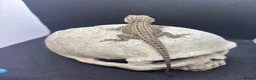 Bearded Dragon reptiles for sale: Spectacular baby dragons ready now  - Advert 4