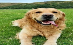 Golden Retriever dogs for sale: Stunning Showline Golden Retrievers 🐾  - Image 9