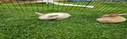 Mixed Breed rabbits for sale: Mixed breed lops for sale. Ready Monday  in Mansfield - Advert 8
