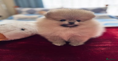 Pomeranian dogs - Advert 16