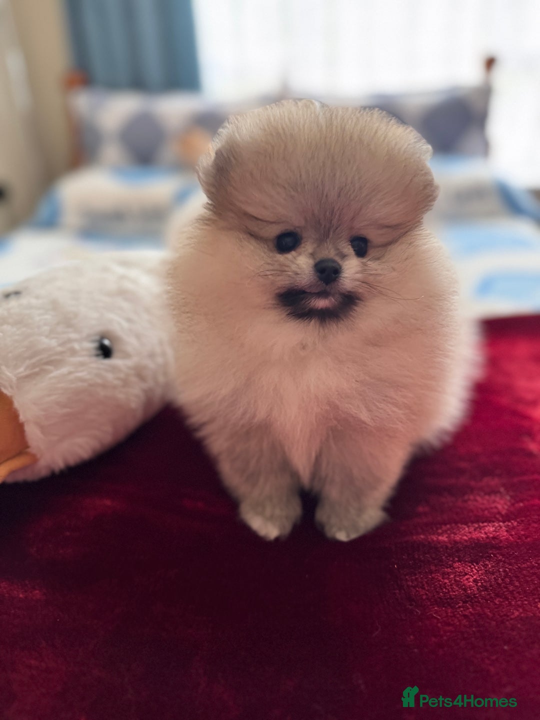 Pomeranian dogs for sale: Adorable Purebred Pomeranian Puppies – Male - Image 3