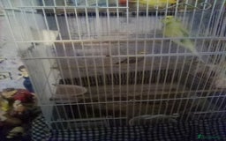Budgerigars birds for sale: FOR Sale budgies - Image 3
