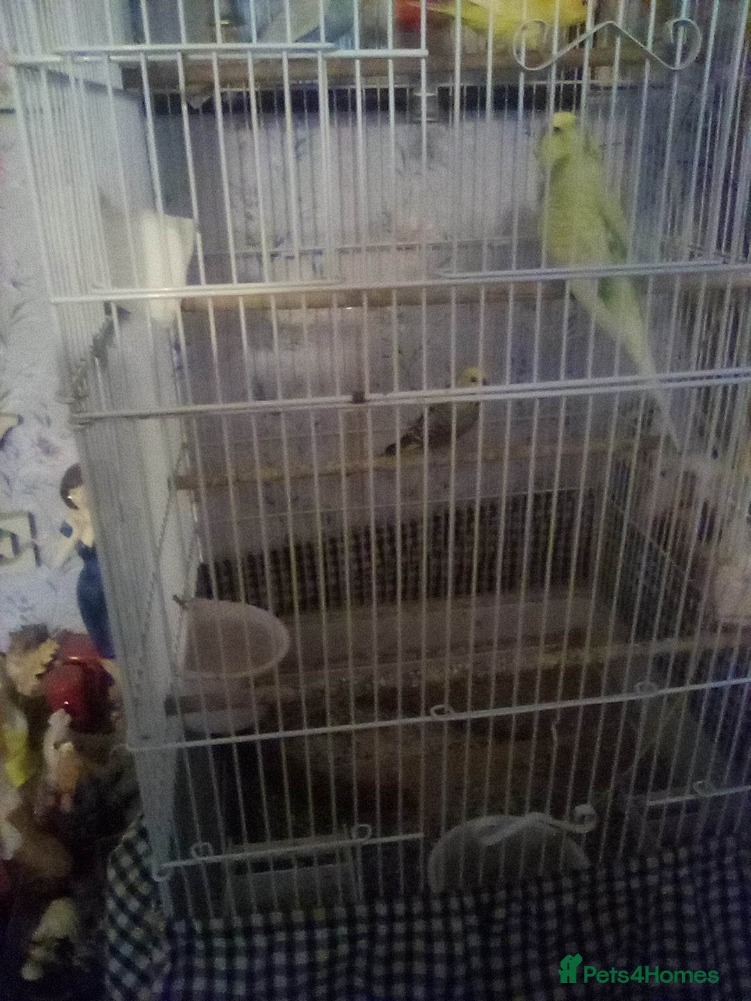 Budgerigars birds for sale: FOR Sale budgies - Image 3