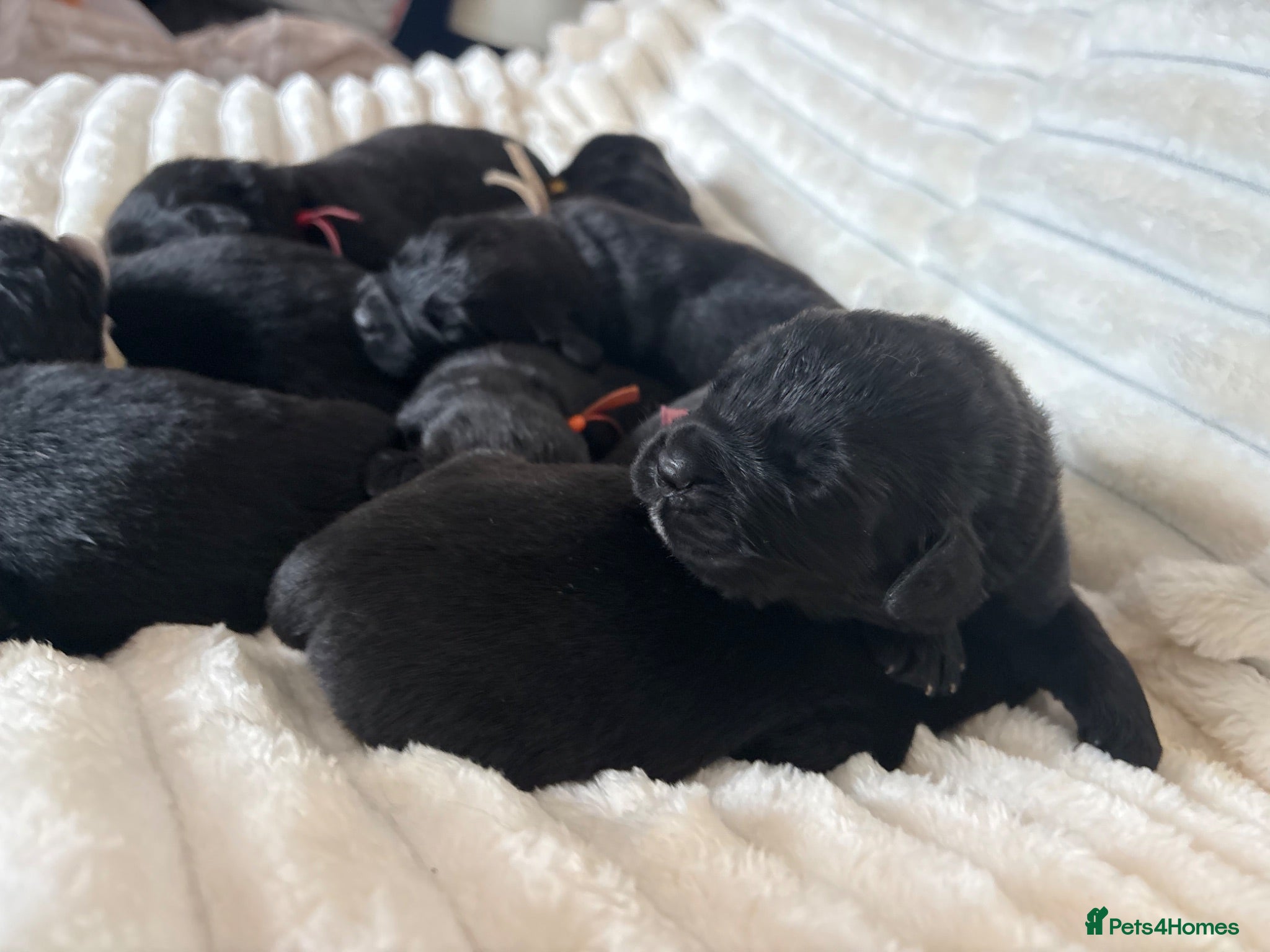 Newfoundland dogs KC REGISTERED Stunning Newfoundland Puppies - Advert 2