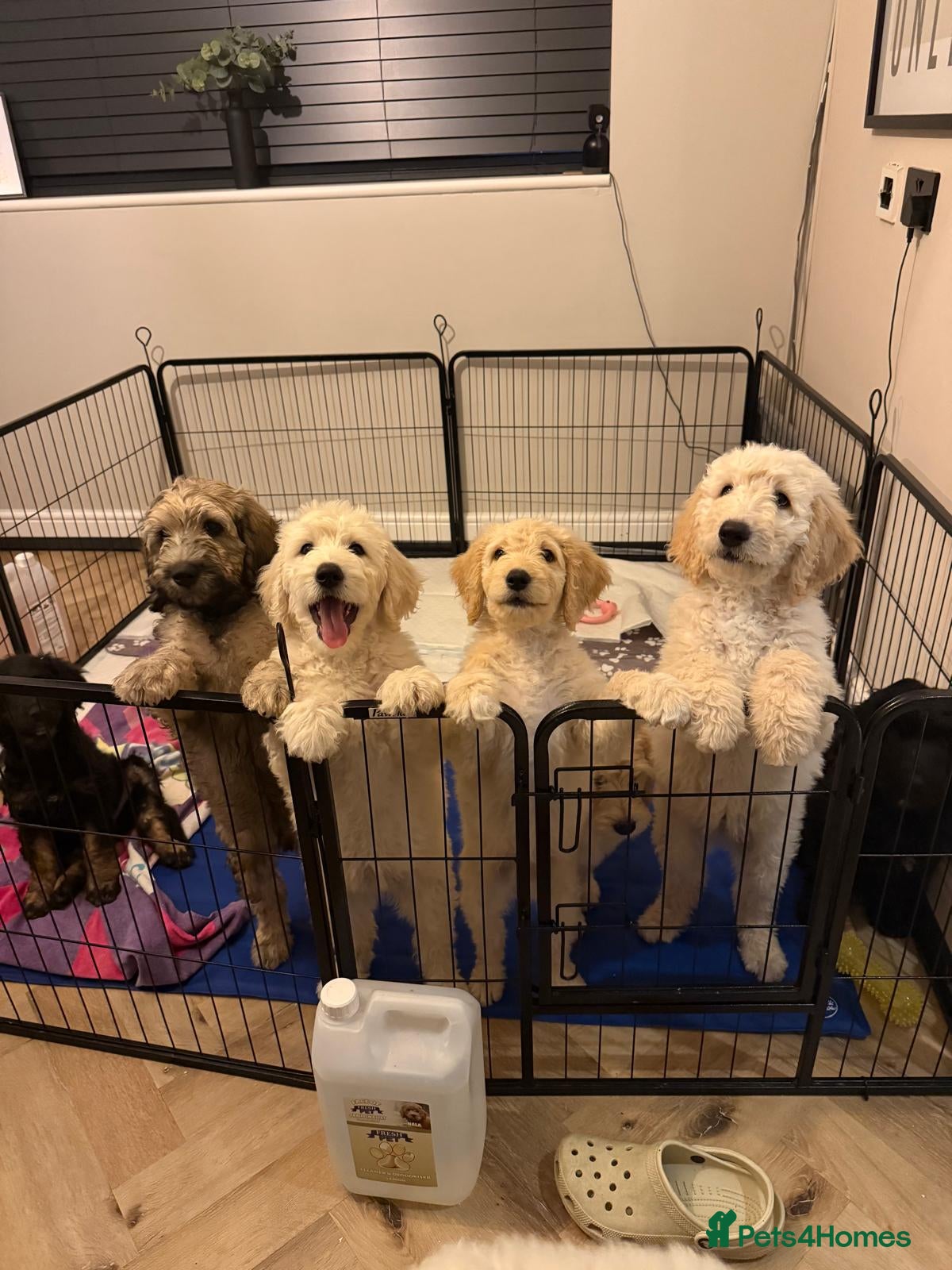 Double Doodle dogs Beautiful Golden St Bernadoodle Puppies for Sale  - Advert 1