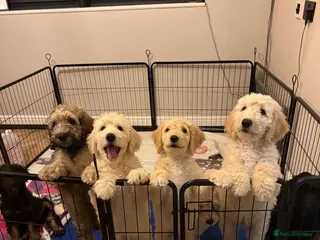 Double Doodle dogs Beautiful Golden St Bernadoodle Puppies for Sale - Advert 2