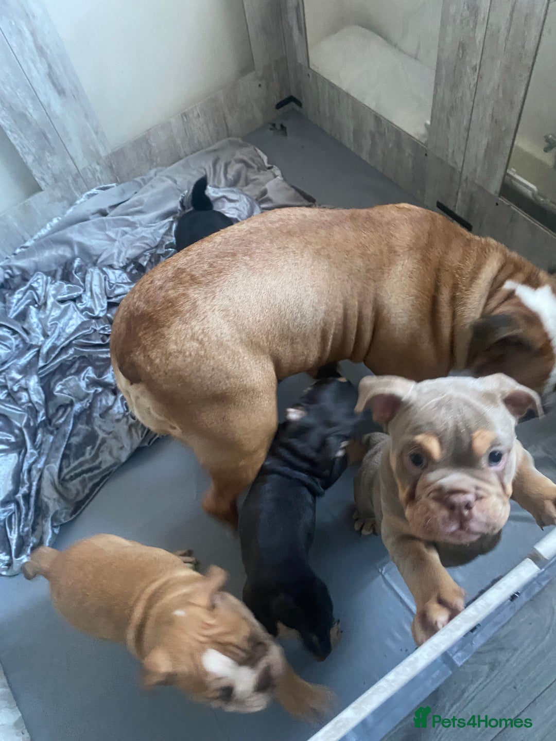 English Bulldog dogs for sale: Pedigree English bulldogs top-lines (7 weeks old)  - Image 19