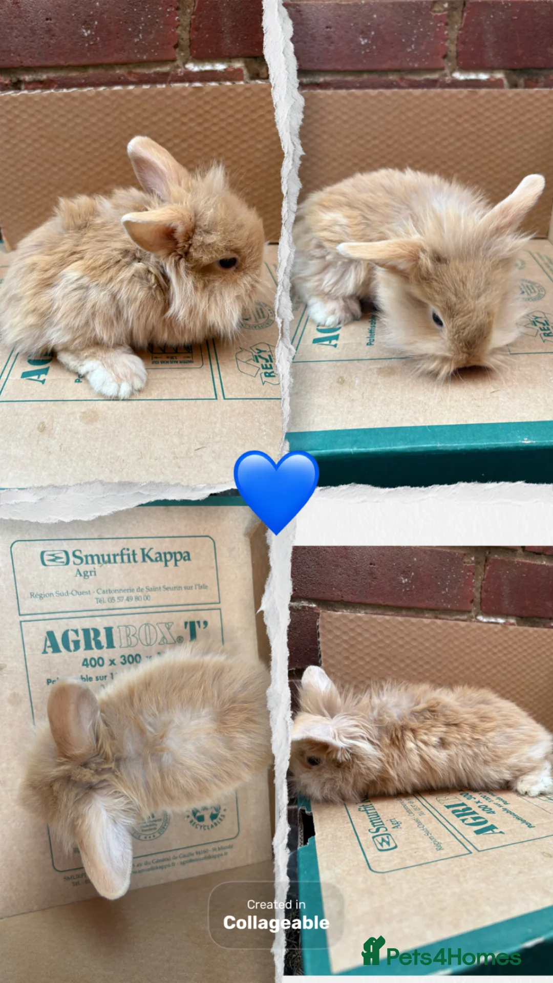 Lionhead rabbits for sale: Baby bunnies  - Advert 6