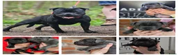 Staffordshire Bull Terrier dogs for stud: Mr 'T' *Champion Sired* (Blue🧬) - Advert 16