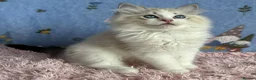 Ragdoll cats for sale: Beautiful TICA Registered Ragdoll Kittens - Advert 26