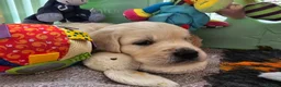Golden Retriever dogs for sale: Outstanding Kc registered Golden Retriever puppies - Advert 18