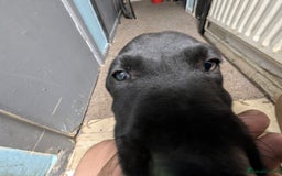 Mixed Breed dogs for sale: Three pups for sale  - Image 22