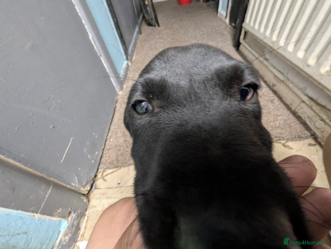 Mixed Breed dogs for sale: Three pups for sale  - Image 22