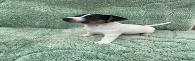 Jack Russell 1