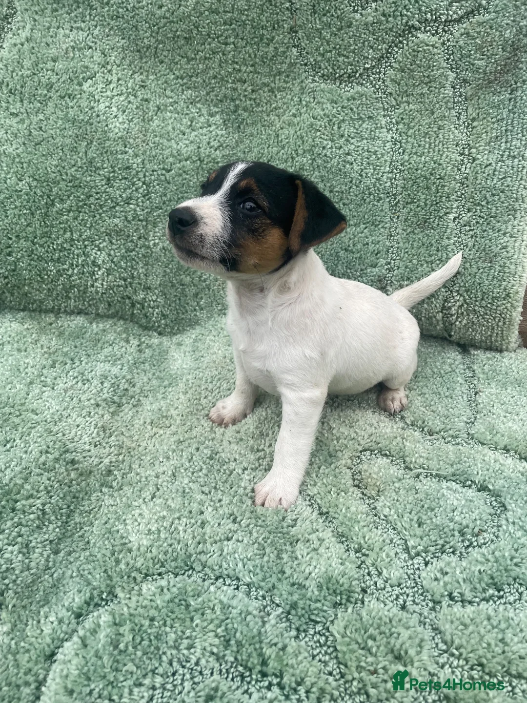 Jack Russell dogs for sale: Miniature Jack Russell puppies - Advert 18