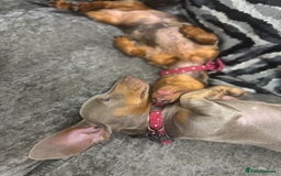 Miniature Dachshund dogs for sale: Lola and stitch the miniature dachshunds  - Image 7