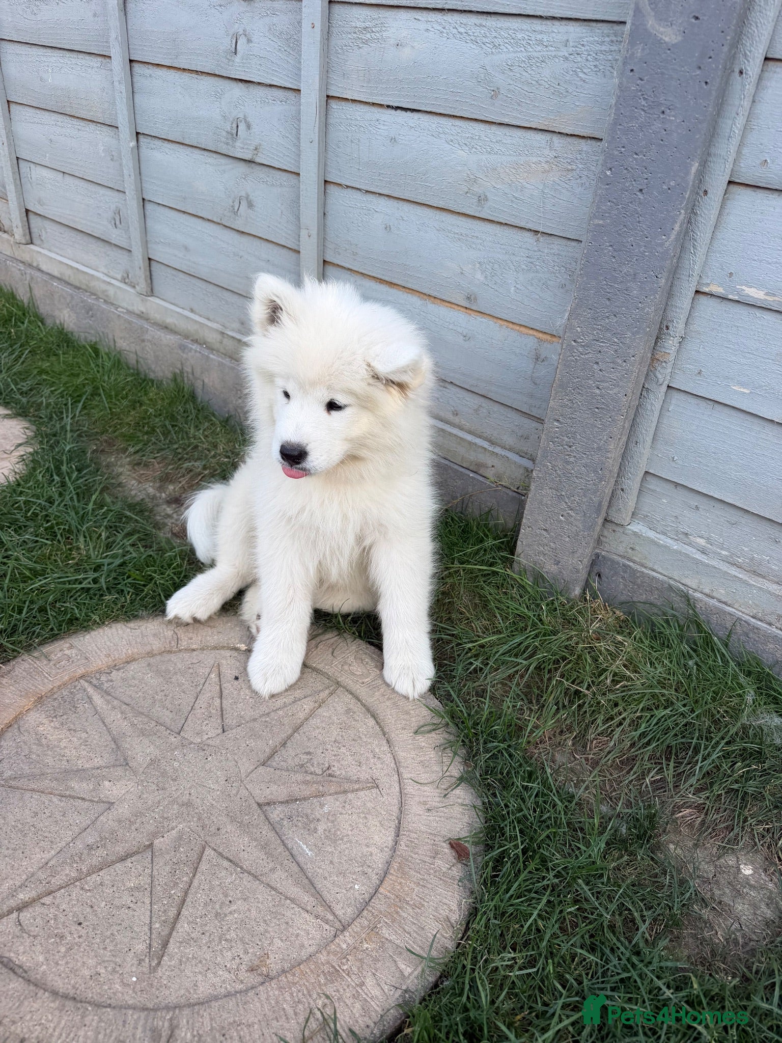 Samoyed dogs Beautiful Samoyed Puppies .   Ready to leave 💛 - Advert 6