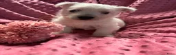West Highland Terrier dogs for sale: West highland puppies KC registered  - Advert 8