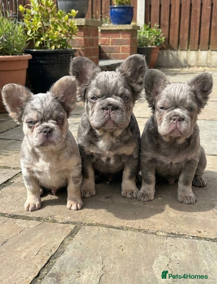 French Bulldog dogs Fluffy French bulldogs carrying pink and testable  - Advert 10