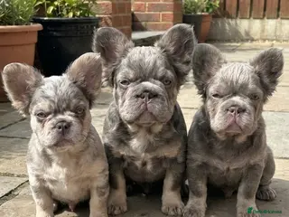 French Bulldog dogs Fluffy French bulldogs carrying pink and testable - Advert 8