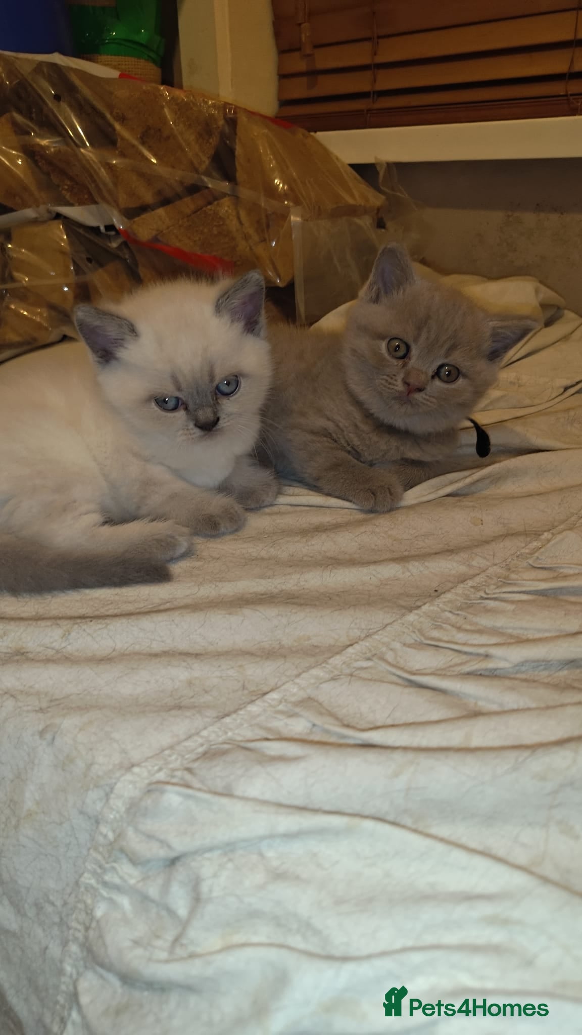 British Shorthair cats British Shorthair Kitten for sale  - Advert 4