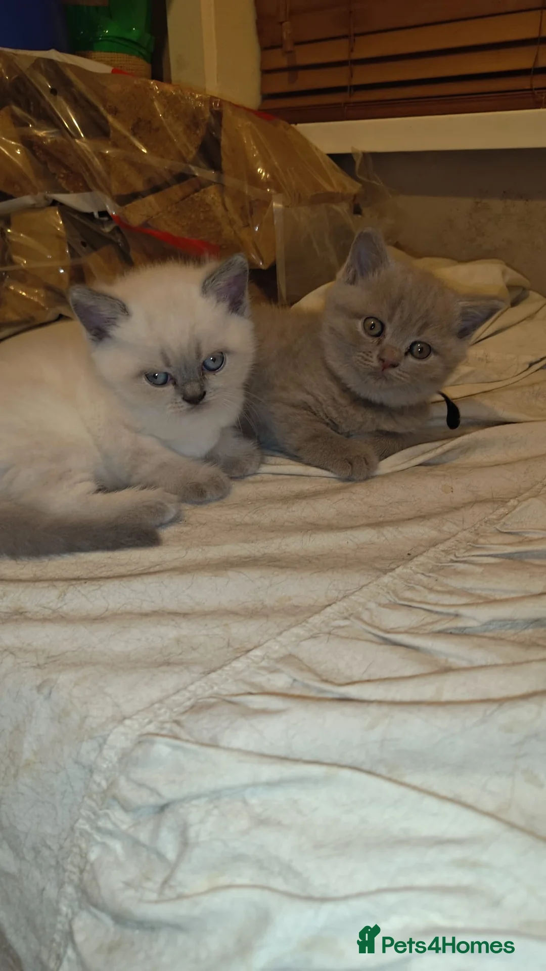 British Shorthair cats for sale: British Shorthair Kitten for sale  - Advert 1