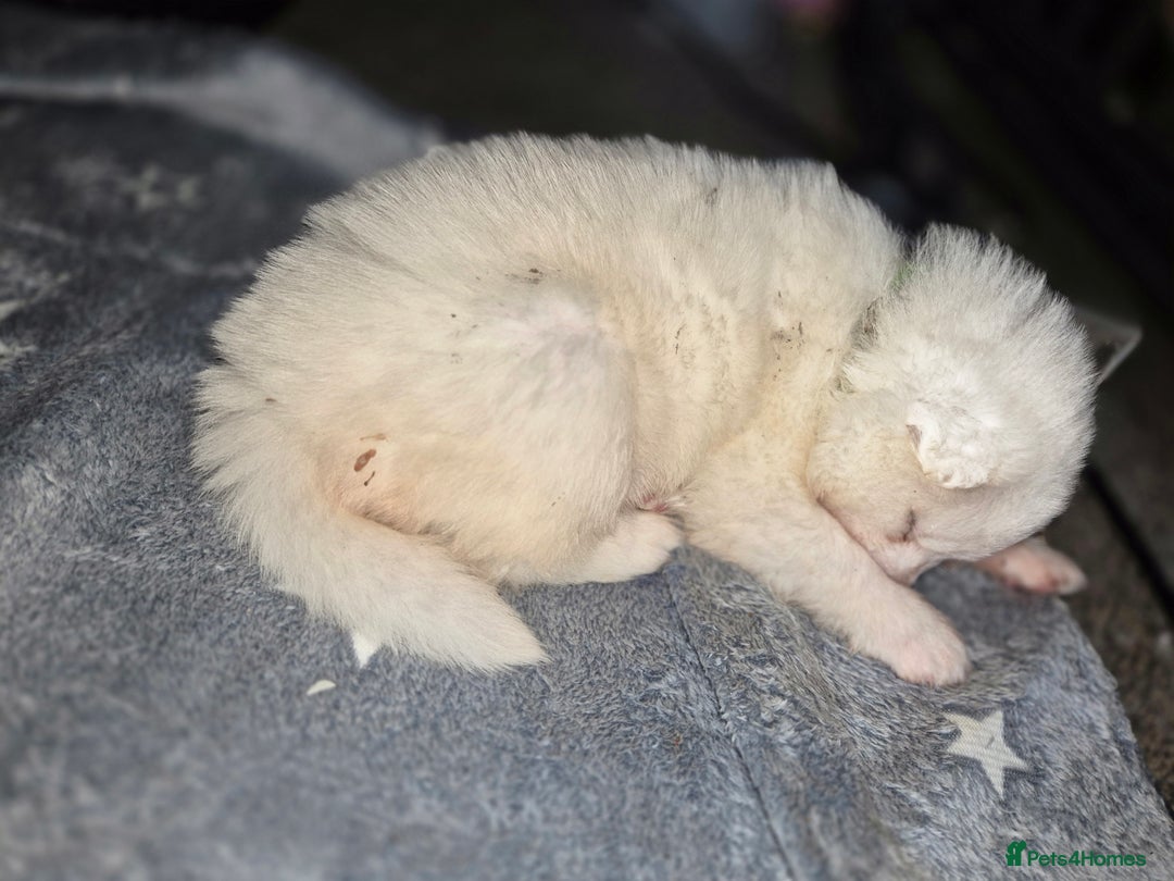 Samoyed dogs for sale: Samoyed puppies - can leave anytime from 23rd  - Advert 19