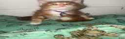 Maine Coon cats for sale: XL Maincoon kittens  - Advert 28